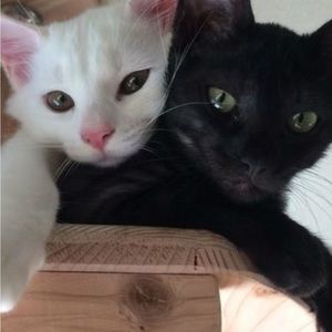 Meet your Posher, Finn